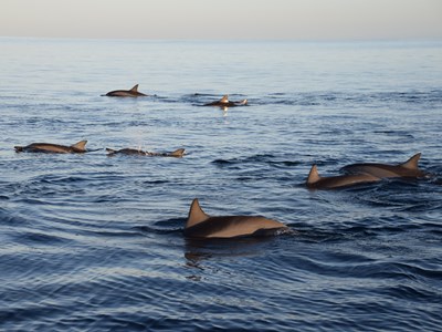 Nage avec les dauphins, une aventure privilégiée