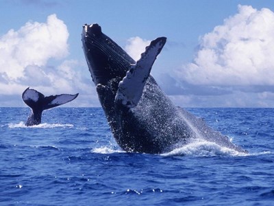 Observation des baleines