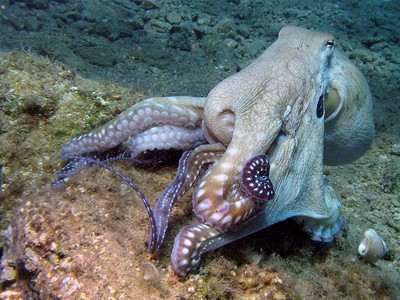 Octopus Rock