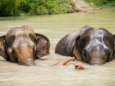 Phuket Elephant Sanctuary