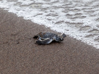 La Plage de Tortuguero, un miracle nocturne