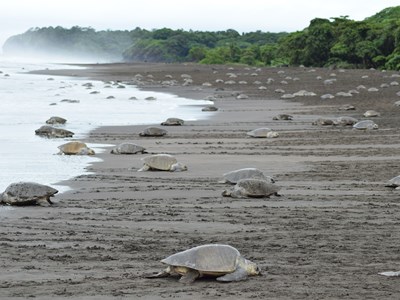 La Playa Ostional