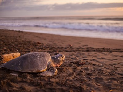 Le Refuge National de vie sauvage d'Ostional