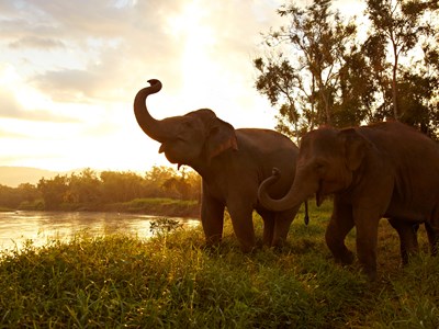 Rencontre merveilleuses avec les éléphants
