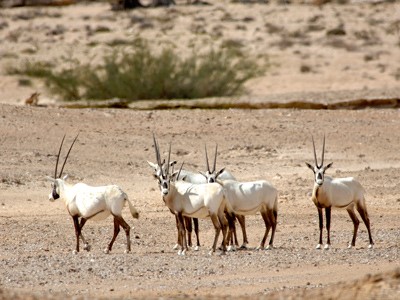 Réserve des Oryx