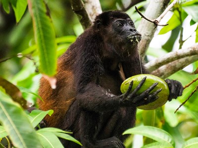 Réserve Biologique de Nosara