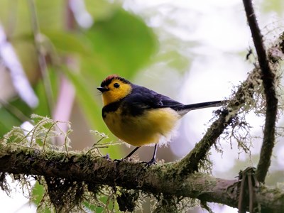 La réserve de Curi Cancha, paradis des amateurs d'ornithologie