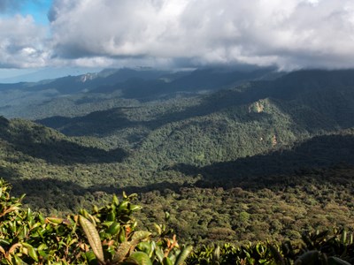 La Réserve de Santa Elena, ou la beauté des forêts nuageuses