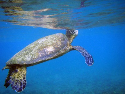 Sea Turtle Care Center