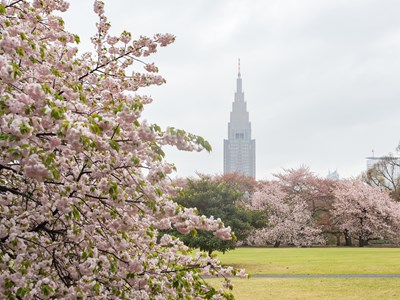 Shinkuku Gyoen National Garden