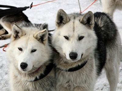 Hotel Sacacomie | Traineau à chien 1/2 journée