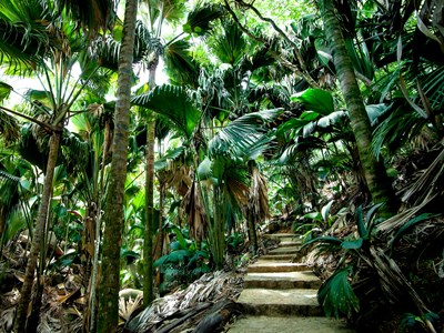 La Vallée de Mai et Anse Lazio en bus