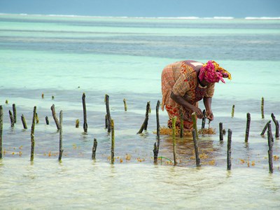 Visite d'une ferme de culture d'algues