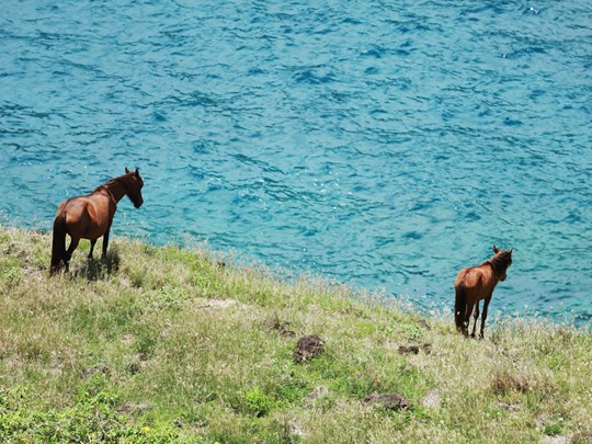 L'île aux chevaux