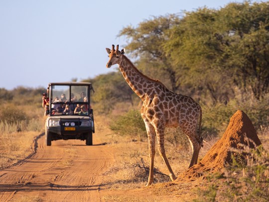 Safari responsable entre nature, culture et partage