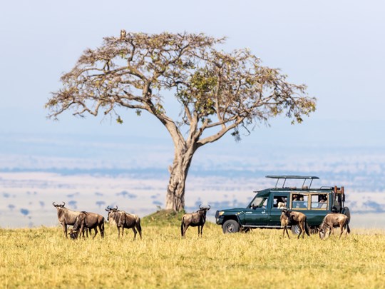 Expériences immersives au cœur des safaris emblématiques
