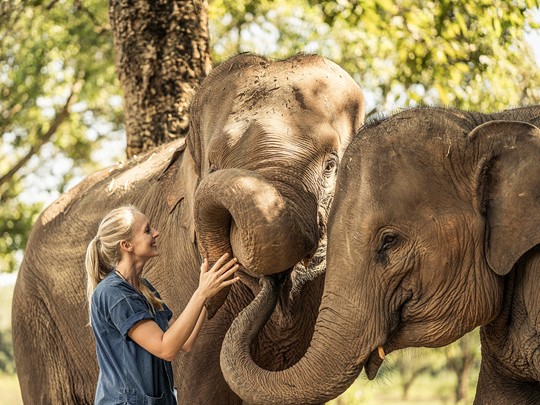 Découvrez le monde merveilleux des éléphants à l'Anantara Golden Triangle