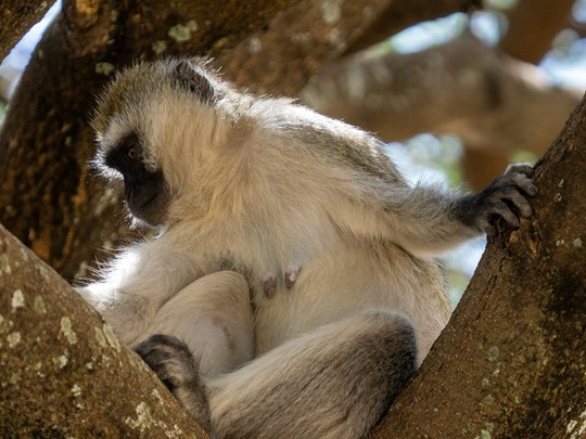 Les primates sont nombreux à Manyara