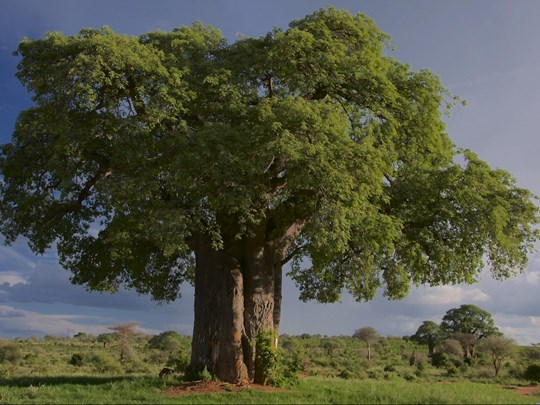 Les majestueux baobabs à Tarangire
