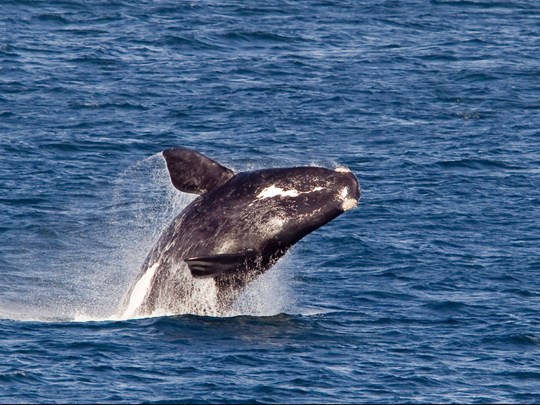 Observer les baleines, un must à Hermanus