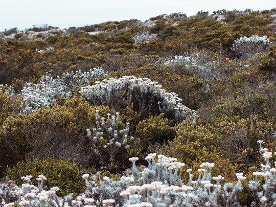 Le fynbos, un ensemble de végétation endémique
