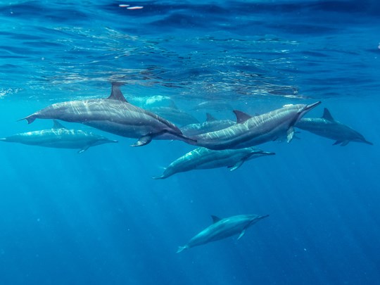 Nagez dans l'océan Indien avec les dauphins