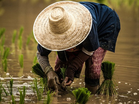 Culture des rizières dans le nord de la Thaïlande