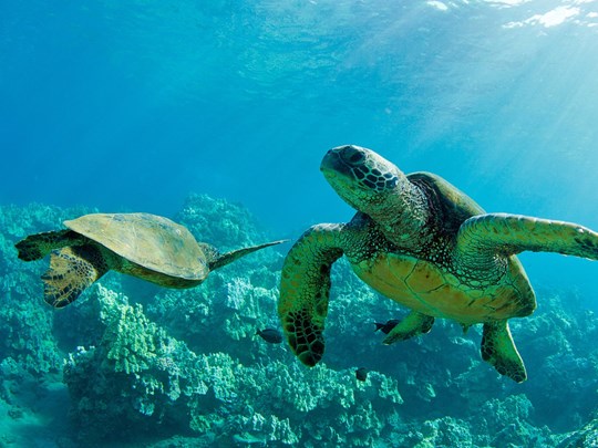 Plongez à la rencontre des tortues