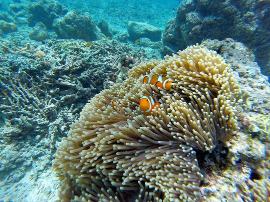 Au coeur de la richesse sous marine d'Amed