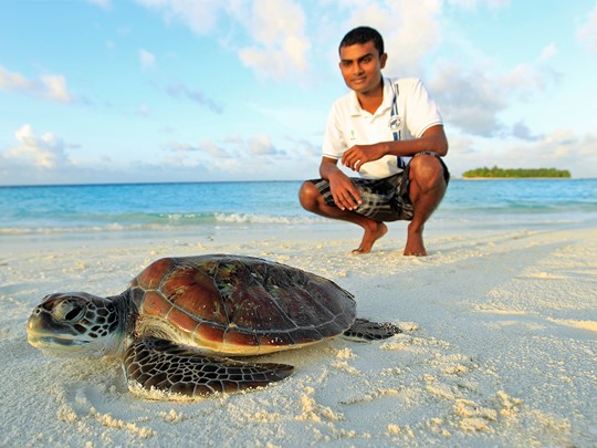 Participez au programme de protection des tortues de mer