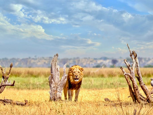 Parc national de Chobe