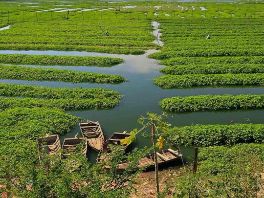 Plantation près de Battambang