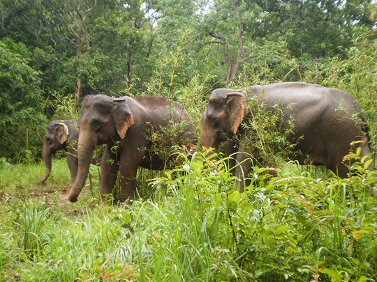 Introduction aux éléphants de Bunong