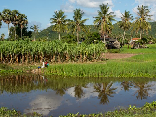 Battambang, entre rizières et villages sur pilotis