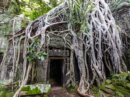 Ta Prohm se découvre au cœur des racines