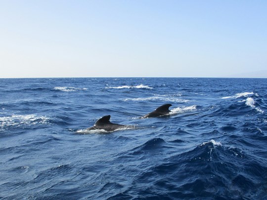 Une sortie dans l'Atlantique pour voir les dauphins