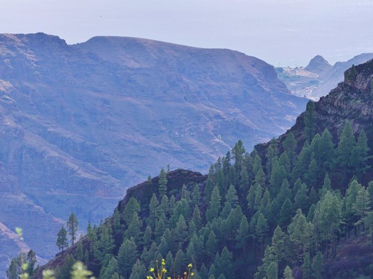 Parc national de Garajonay sur La Gomera