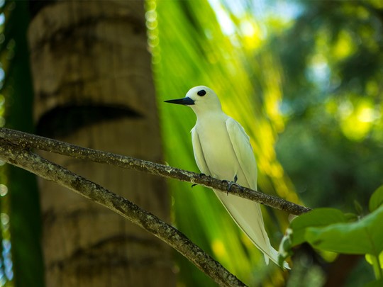 Denis Island lutte pour la préservation de l'environnement et notamment des oiseaux 
