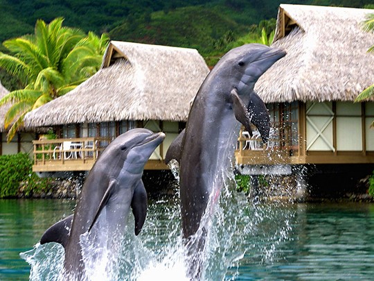 Vivez une expérience inoubliable en nageant avec les dauphins