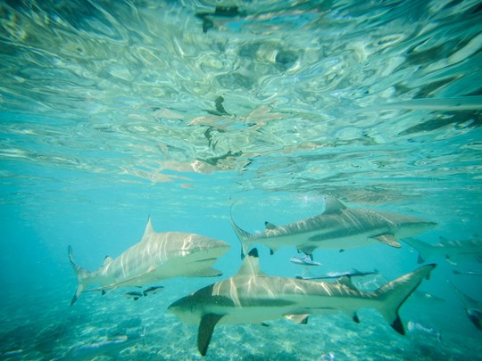 Des fonds marins d'une richesse sans égal