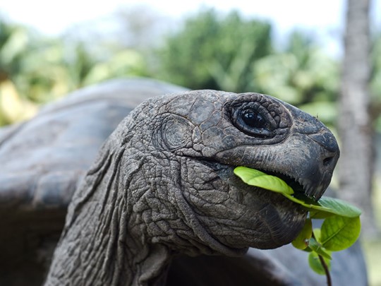 L'île Curieuse, une réserve naturelle de la WWF, est un havre de paix pour les tortues