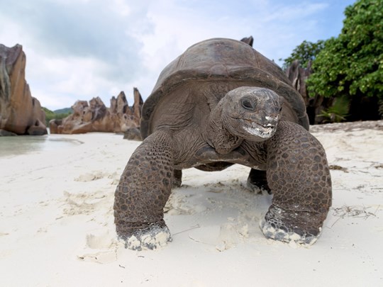 A la rencontre des tortues géantes terrestres d’Aldabra