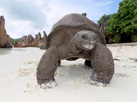 A la rencontre des tortues géantes terrestres d’Aldabra