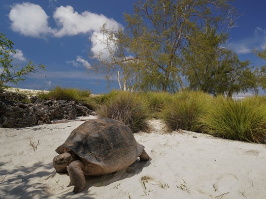 Les plages servent de site de reproduction pour les tortues marines