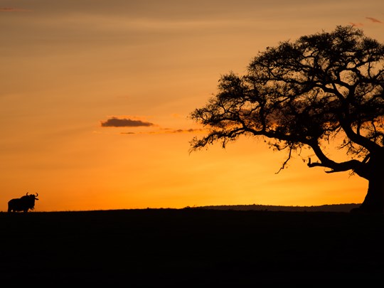 Sabi Sands au coucher du soleil 