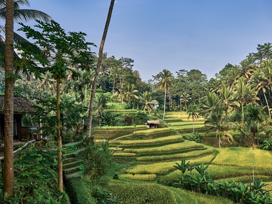 De rizières en plantations