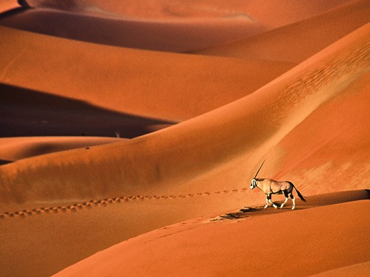 Découvrez de différentes espèces au sein du désert