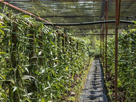 Les plantations de vanille embaument l'air 