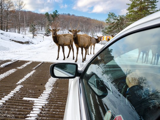 Prenez la route dans le Parc Oméga