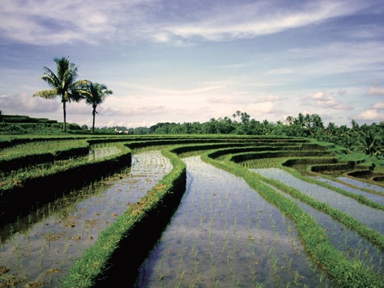 Ne repartez de Bali sans avoir contemplé les rizières en terrasse